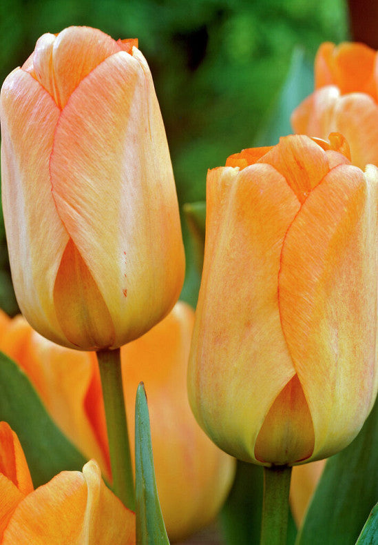 Tulipán Dawrin Hibrid – Daydream – 12/+