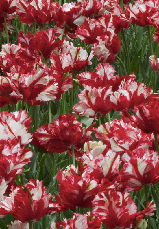 Tulipán Papagáj - Estella Rijnveld - 12/+