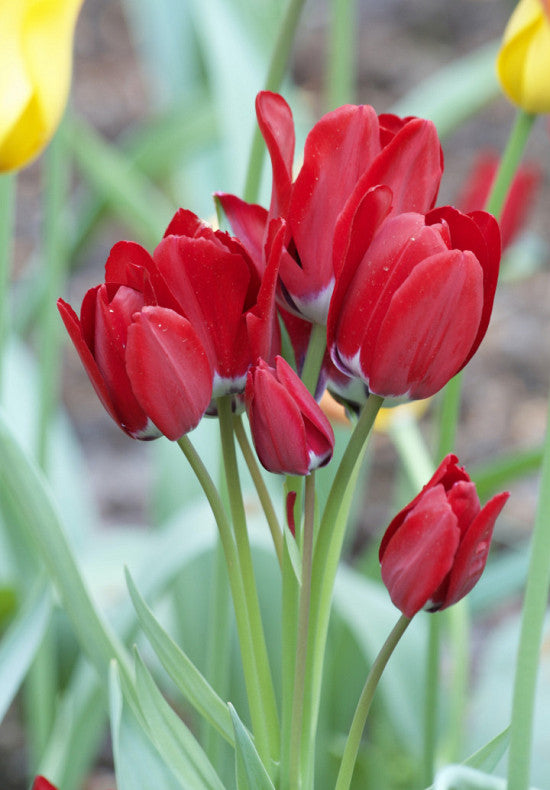 Tulipán Tövirágú – Fiery Club – 12/+