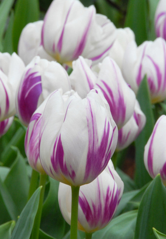 Tulipán Triumph – Flaming Flag – 12/+