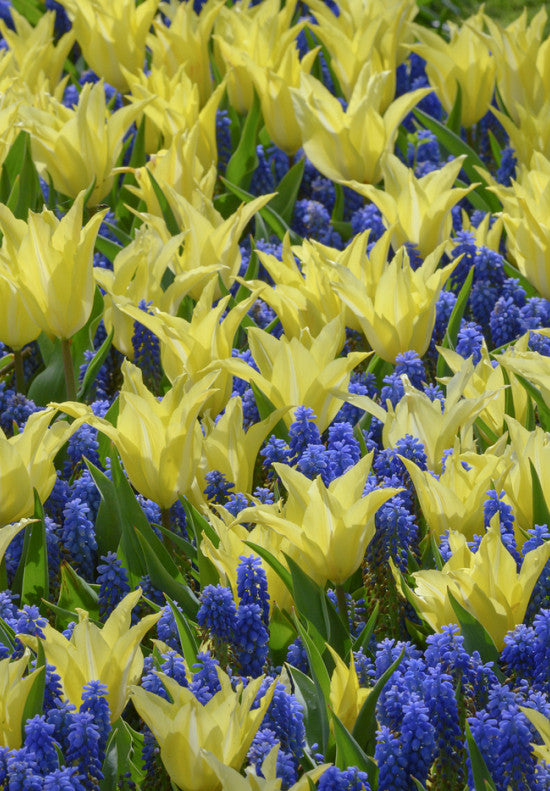 Tulipán Liliomvirágú – Florijn Chic – 12/+