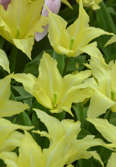 Tulipán Liliomvirágú – Florijn Chic – 12/+