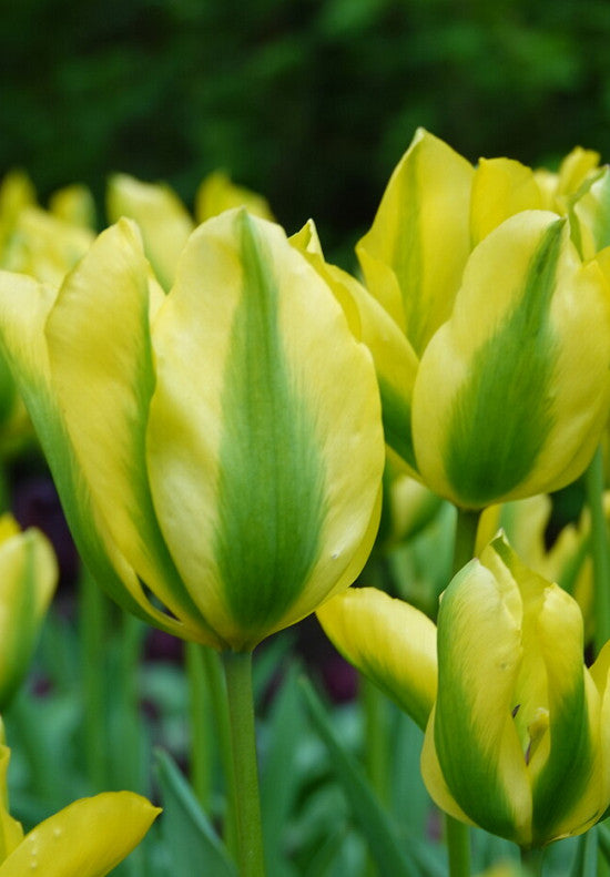 Tulipán Viridiflora – Formosa – 12/+