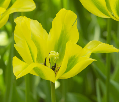 Tulipán Viridiflora – Formosa – 12/+