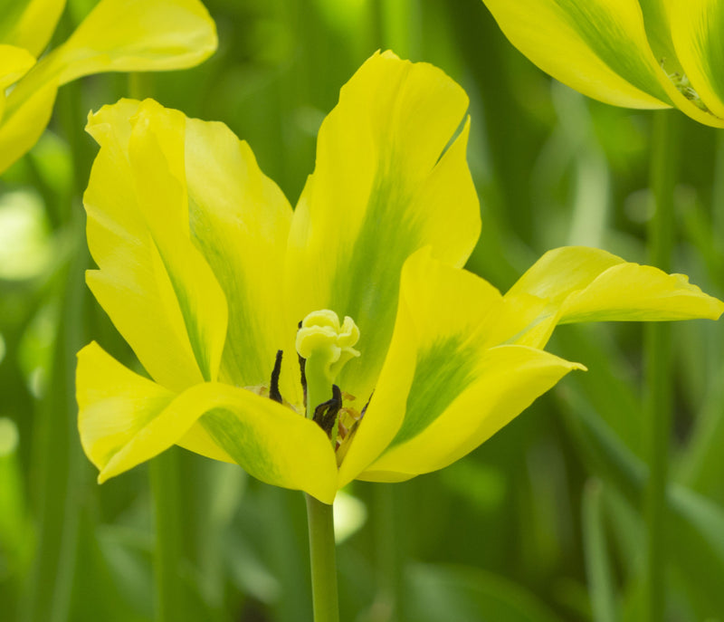 Tulipán Viridiflora – Formosa – 12/+