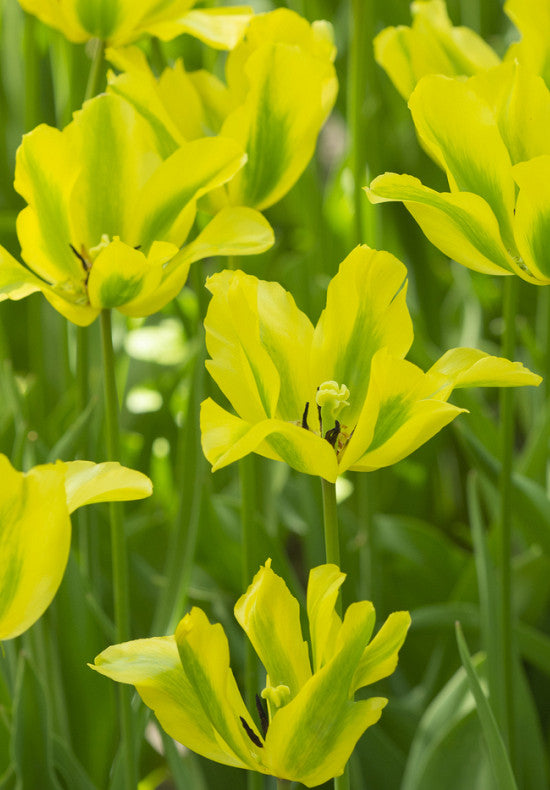 Tulipán Viridiflora – Formosa – 12/+