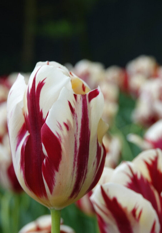 Tulipán Triumph – Grand Perfection – 12/+