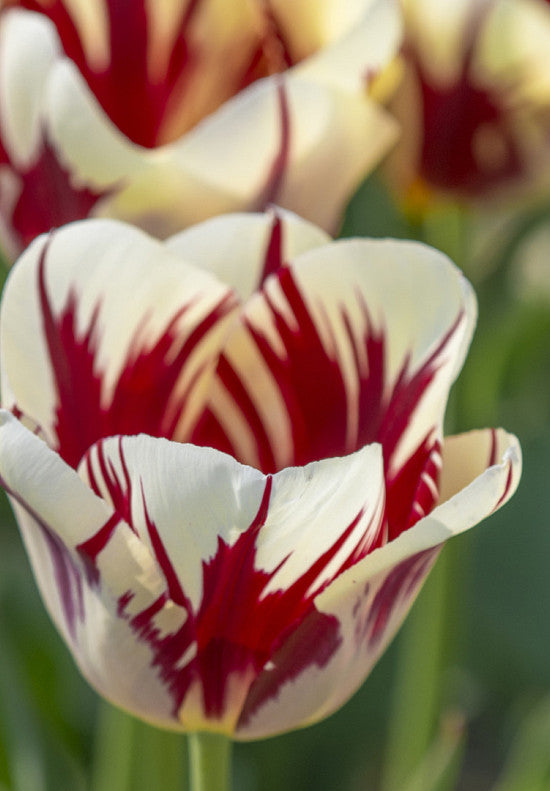 Tulipán Triumph – Grand Perfection – 12/+
