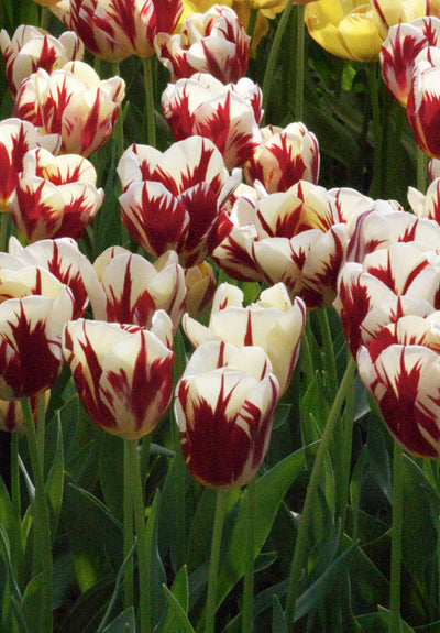 Tulipán Triumph – Grand Perfection – 12/+