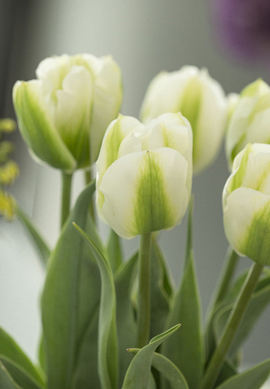 Tulipán Triumph – Green Spirit – 12/+