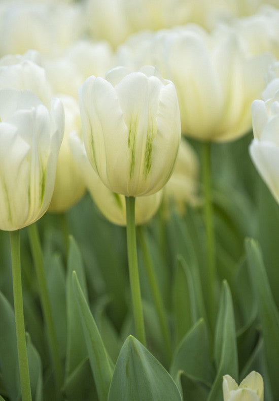 Tulipán Triumph – Green Spirit – 12/+