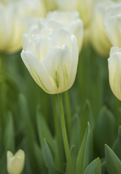 Tulipán Triumph – Green Spirit – 12/+