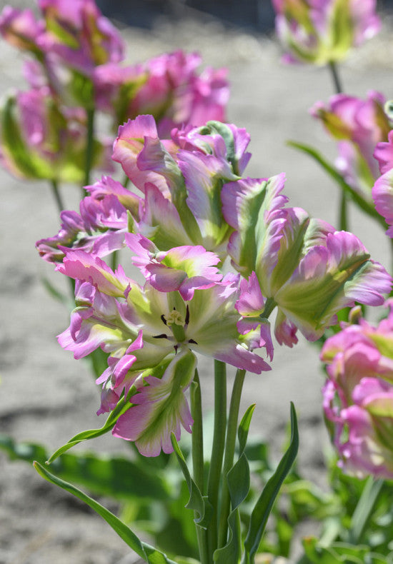 Tulipán Papagáj – Green Wave – 12/+