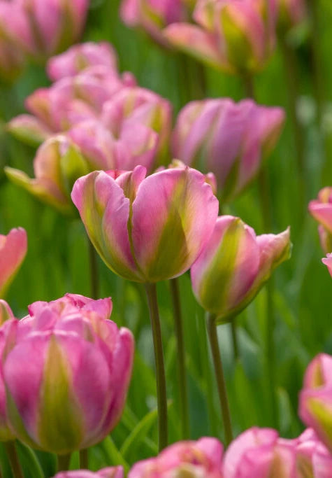 Tulipán viridiflora – Groenland – 12/+