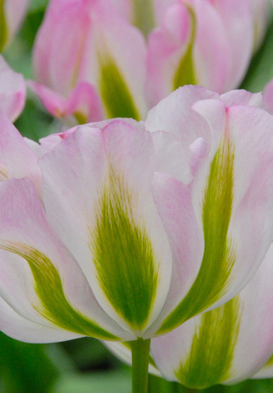 Tulipán viridiflora – Groenland – 12/+