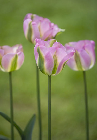 Tulipán viridiflora – Groenland – 12/+