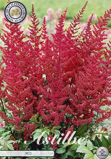 Astilbe - Red