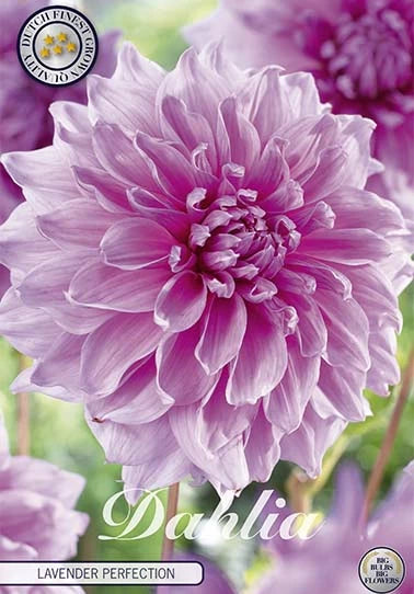 Dahlia - Lavender Perfection - 1 pce