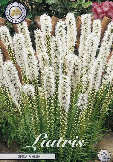 Liatris Spicata Alba