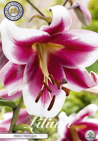 Tree Lily - Friso - 1 pce
