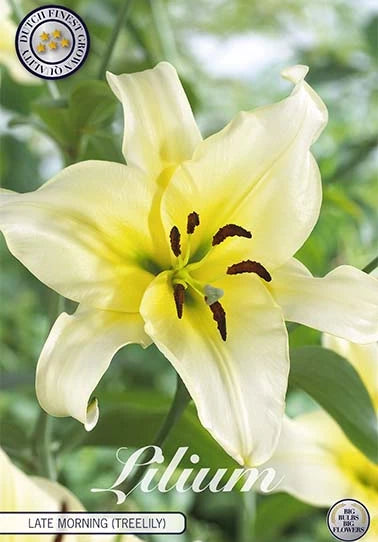 Tree Lily - Late Morning - 16/18 - 2 pce