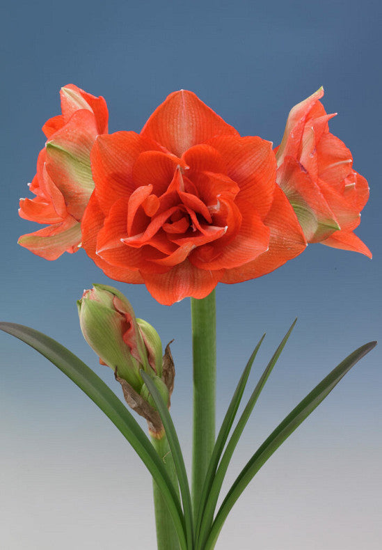 Amaryllis - Benito - 30/32