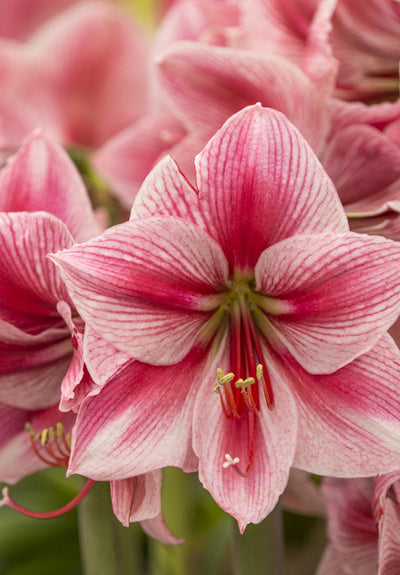 Amaryllis - Gervase - 30/32