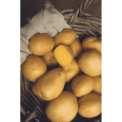 Potato - Soltastic F1 - 10 seeds