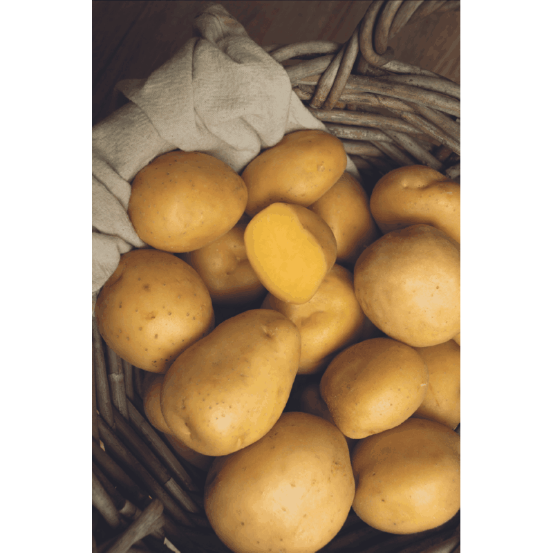 Potato - Soltastic F1 - 10 seeds