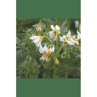 Potato - Soltastic F1 - 10 seeds