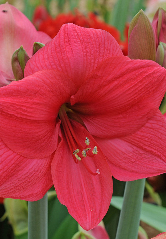 Amaryllis - Lagoon - 30/32