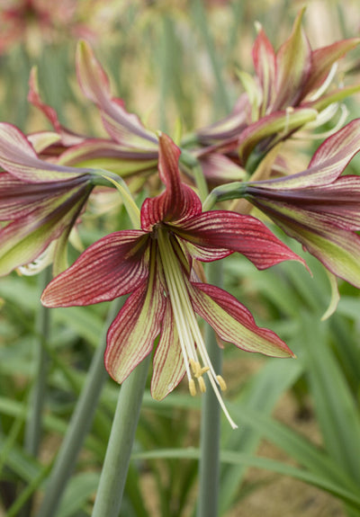 Amarillisz - Mystica - 30/32