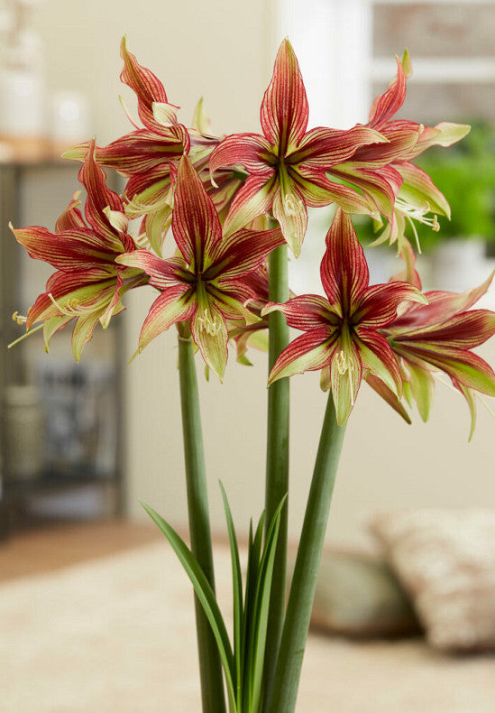 Amarillisz - Mystica - 30/32