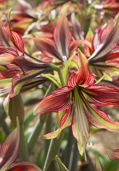 Amarillisz - Mystica - 30/32