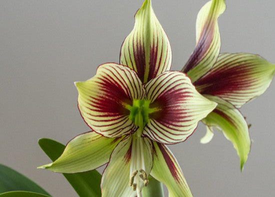 Amaryllis - Papilio - 30/32