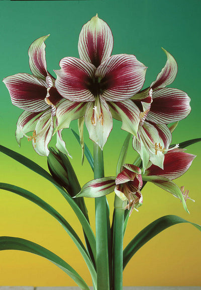 Amaryllis - Papilio - 30/32