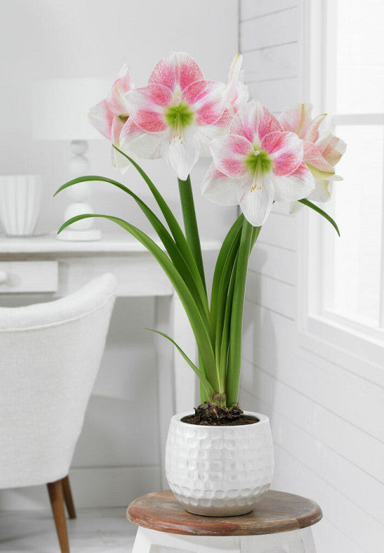 Amaryllis - Rosy Star - 30/32