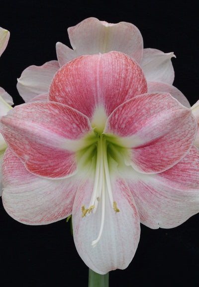 Amaryllis - Rosy Star - 30/32