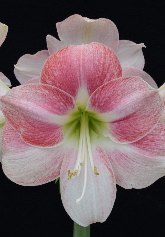 Amaryllis - Rosy Star - 30/32