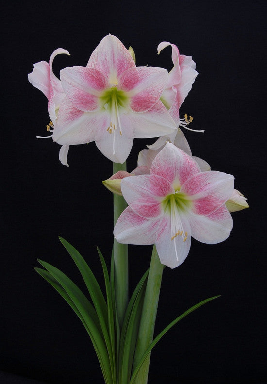 Amaryllis - Rosy Star - 30/32