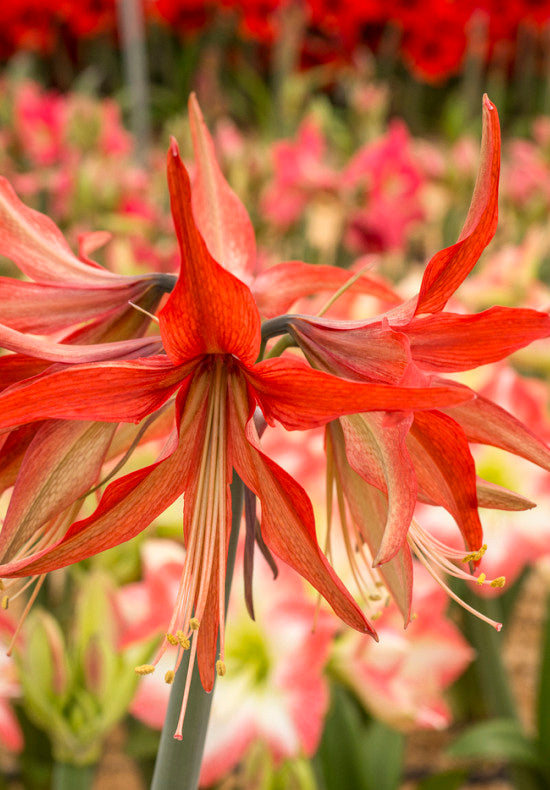 Amarillisz - Sumatra - 30/32