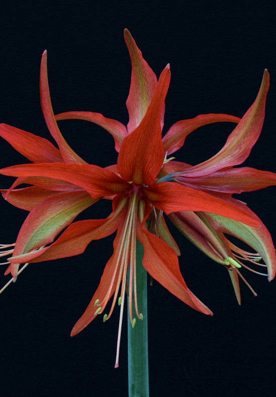 Amarillisz - Sumatra - 30/32