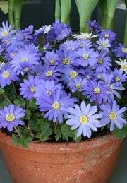 Anemone - Blanda - +5/6