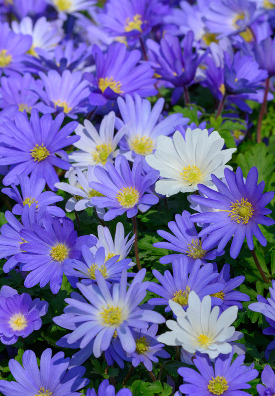 Anemone - Blanda - +5/6