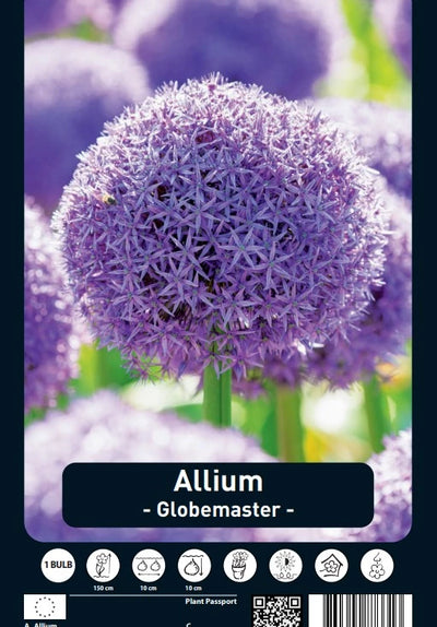 Allium Globemaster - 28/+