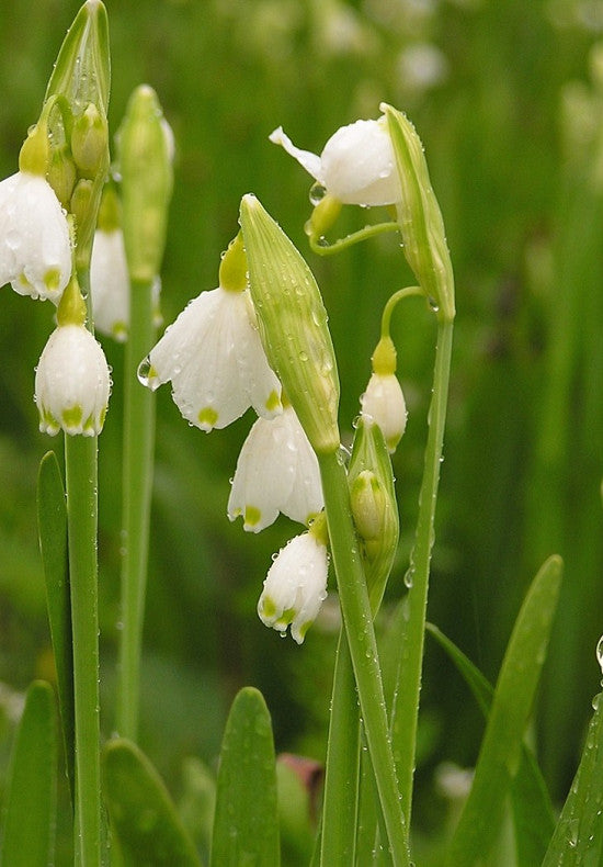 Summer Snowflakes - Aestivum - 12+
