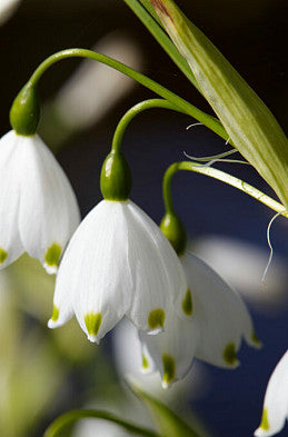 Summer Snowflakes - Aestivum - 12+