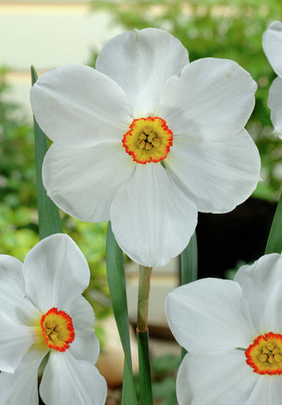 Daffodil - Actaea - 14/16