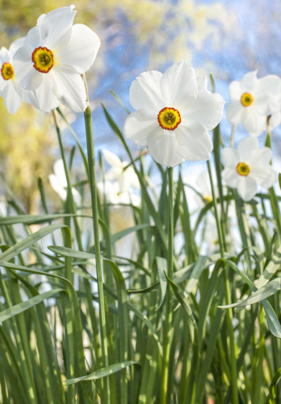 Nárcisz – Actaea – 14/16