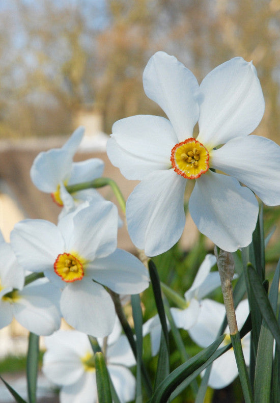 Nárcisz – Actaea – 14/16